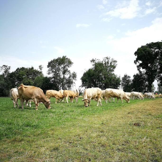 Gite A La Ferme De La Bouriette Revel  Eksteriør billede
